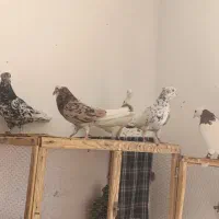 کفتر|پرنده|مشکیندشت, |دیوار