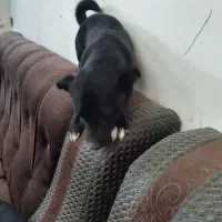 ۴ عدد سگ پاکوتاه نژاد دار اشپیدژ مینیاتور