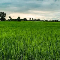 فروش-5000متر-زمین-کشاورزی