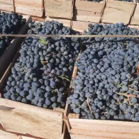 انگورشانی کردستان انگورسیاه دیمی انگور سیاه