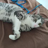 گربه واگذاری شناسنامه‌دار