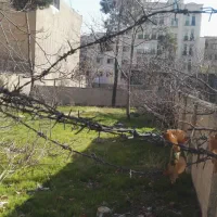 فروش ۶ قطعه زمین  کنار هم به صورت یکجا در قلهک