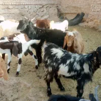 بزغاله نر|حیوانات مزرعه|فیروزه, |دیوار