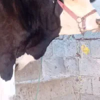 گاو خارجی با گوساله یک ساله برای فروش