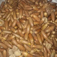 بلوط تازه جنگلهای زاگرس