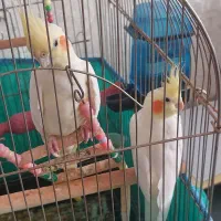 فروش عروس هلندی