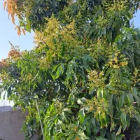 اجاره زمین کشاورزی روستای سرجوئیه
