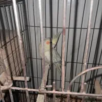 طوطی هلندی|پرنده|اندیمشک, |دیوار