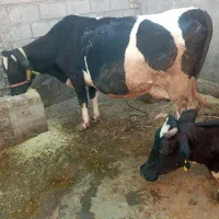5راس گاو با 2راس گوساله ماده