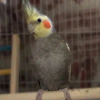 هروس هلندی نر ( سخنگو )