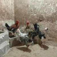 نیمچه مرغ خروس گلین|حیوانات مزرعه|شیراز, احمدآباد|دیوار
