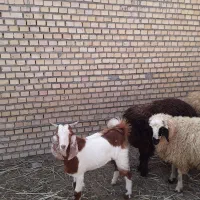 بره نر سالم وسرحال