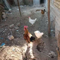فروش 15 عدد مرغ و خروس محلی سالم و سرحال|حیوانات مزرعه|علامرودشت, |دیوار