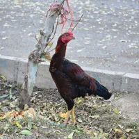 جوجه لاری سه ماهه و نیمه|حیوانات مزرعه|بروجرد, |دیوار