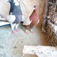 کفتر