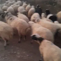 گوسفند|حیوانات مزرعه|کامفیروز, |دیوار