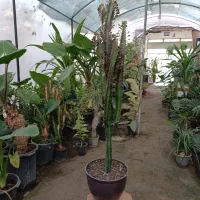 گل افوربیا قرمز قد ۱۱۰ سانت ارسال رایگان + هدیه