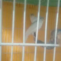 قناری|پرنده|مشهد, بلال|دیوار