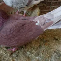 کفتر پروندنی و شاخ گیر برای معاوضه|پرنده|کاشان, لتحر|دیوار