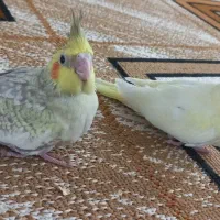 عروس هلندی سرلاکی ۱ماهه