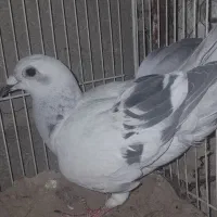 ماده شامی کرمونی جفت زاغ دم سفید
