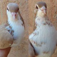 کبوتر|پرنده|کبودرآهنگ, |دیوار