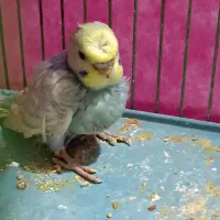 مرغ عشق|پرنده|بندر ماهشهر, |دیوار