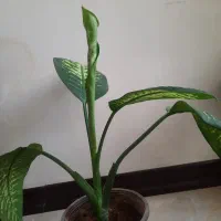 حدود۶۰تاگل اپارتمانی .شاداب|گل و گیاه طبیعی|شهرکرد, |دیوار