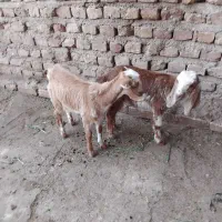 کره نژاد شیرا