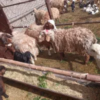 بره نر|حیوانات مزرعه|مود, |دیوار