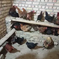 خروس سیاه برای خونریزی مرغ بوقلمو