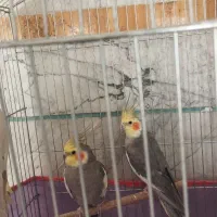 عروس هلندی|پرنده|الیگودرز, |دیوار