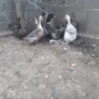 اردک محلی سالم وسرحال