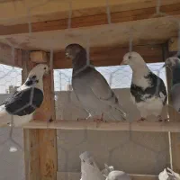 کفتر پرشی درجه 1 و تضمینی