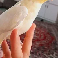 عروس هلندی|پرنده|دوگنبدان, |دیوار