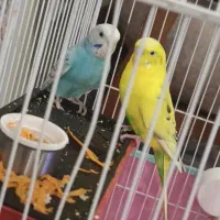 مرغ عشق نر وماده|پرنده|هشتگرد, شهرک بعثت|دیوار