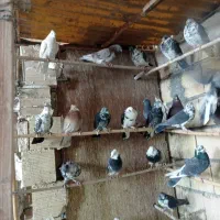 کبوتر پرشی همه خالی|پرنده|قم, سرحوض|دیوار