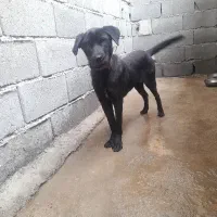 توله ۳ماهه ماده|سگ|پاکدشت, خاتون آباد|دیوار