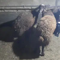 بره چاق دو عدد