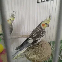 عروس هلندی