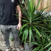 یوکا|گل و گیاه طبیعی|رودسر, |دیوار