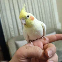 پرنده عروس هلندی