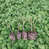 نشا گوجه|خدمات باغبانی و درختکاری|شیراز, خلدبرین|دیوار