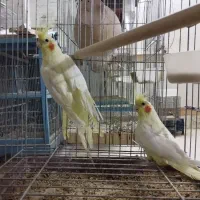 فروش کوتوله / عروس هلندی|پرنده|آران و بیدگل, |دیوار