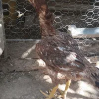 مرغ لاری اصیل
