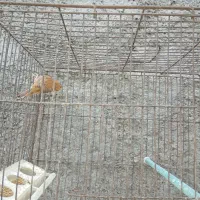 فروش قناری نر. و مرغ عشق جفت با جوجه.