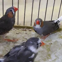 مرغ مینادستی ومرغ عشق وفنچ|پرنده|دوگنبدان, |دیوار