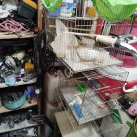 قفس قناری نو هست