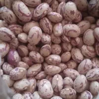 پخش حبوبات  لوبیا چیتی و قرمز