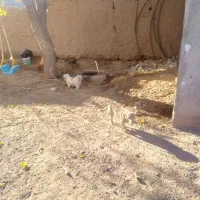 واگذاری پاکوتاه ماده|سگ|تربت جام, شاهد|دیوار